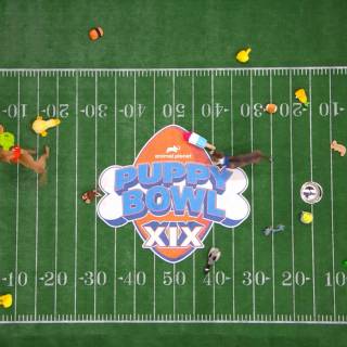 Puppy Bowl wallpaper