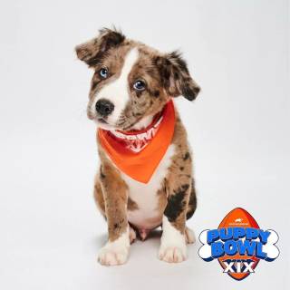 Puppy Bowl wallpaper