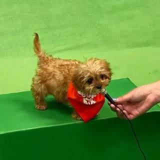 Puppy Bowl wallpaper