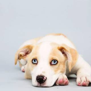 Puppy Bowl wallpaper