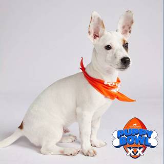 Puppy Bowl wallpaper