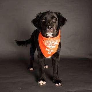 Puppy Bowl wallpaper