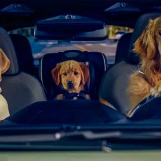 Puppy Bowl wallpaper