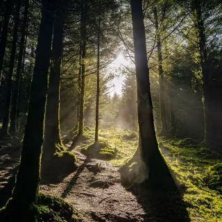 Cinematic nature wallpaper