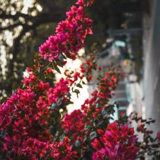 Cinematic nature wallpaper