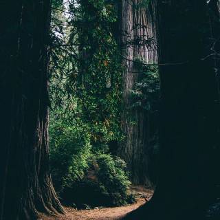 Cinematic nature wallpaper