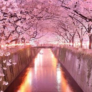 Pink Sakura iPhone wallpaper