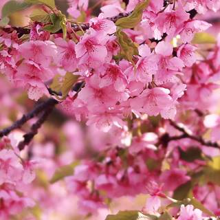 Pink Sakura iPhone wallpaper