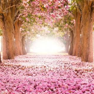 Pink Sakura iPhone wallpaper