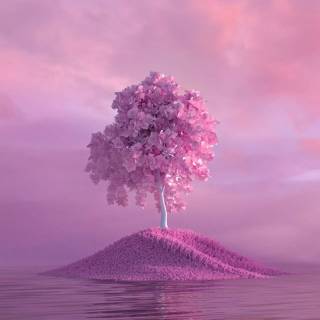 Pink Sakura iPhone wallpaper