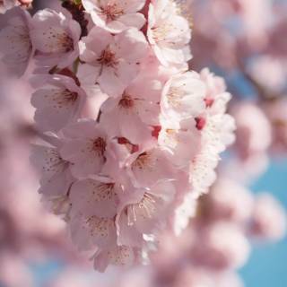 Pink Sakura iPhone wallpaper