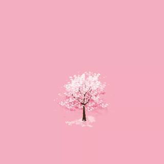 Pink blossom tree wallpaper