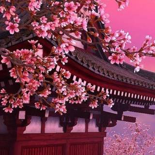 Pink Sakura iPhone wallpaper