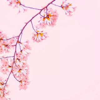 Pink Sakura iPhone wallpaper
