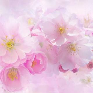 Pink Sakura iPhone wallpaper