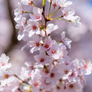 Pink Sakura iPhone wallpaper
