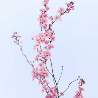 Pink Sakura iPhone wallpaper