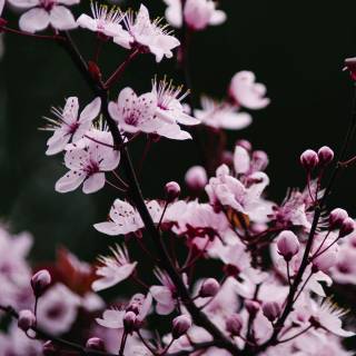 Pink Sakura iPhone wallpaper