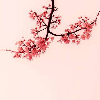 Pink Sakura iPhone wallpaper