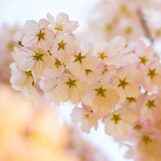 Pink Sakura iPhone wallpaper