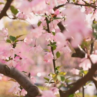 Pink Sakura iPhone wallpaper