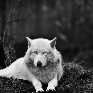 Wolf desktop 4k wallpaper