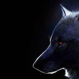 Wolf desktop 4k wallpaper