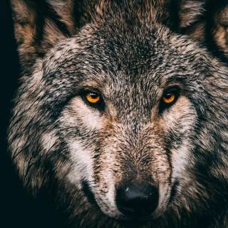 Wolf desktop 4k wallpaper