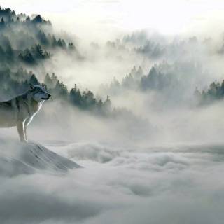 Wolf desktop 4k wallpaper