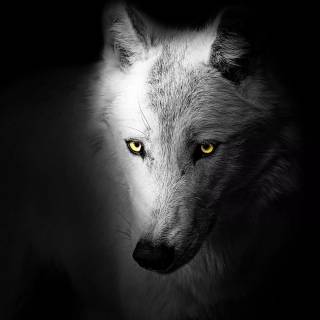 Wolf desktop 4k wallpaper