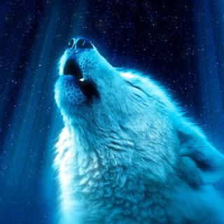 Wolf desktop 4k wallpaper