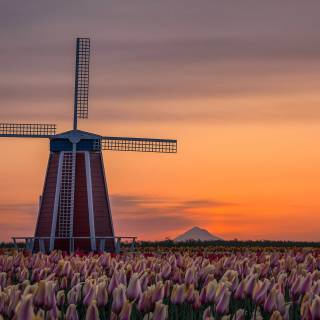 Windmill 4k wallpaper