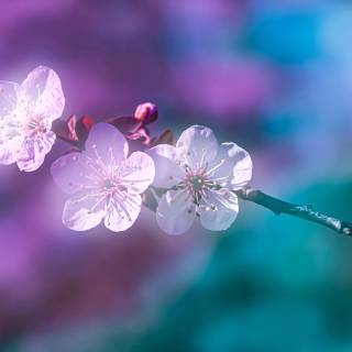 White and purple 4k wallpaper