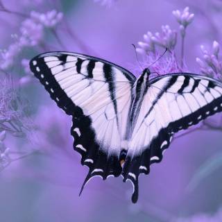 White and purple 4k wallpaper