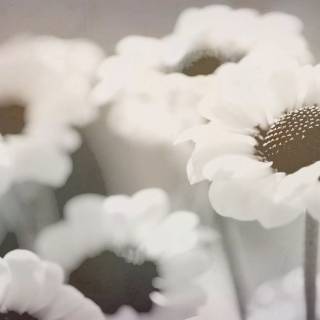 Vintage aesthetic 4k wallpaper