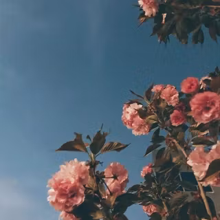 Vintage flowers phone wallpaper