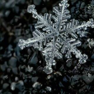 Snowflakes iPhone wallpaper