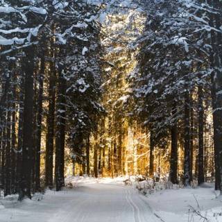 Snow 4k mobile wallpaper