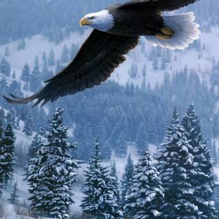 Snow 4k mobile wallpaper