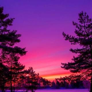 Violet mobile wallpaper