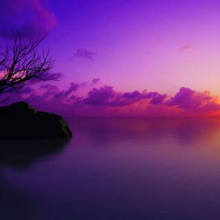 Purple nature 4k wallpaper