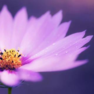 Purple nature 4k wallpaper