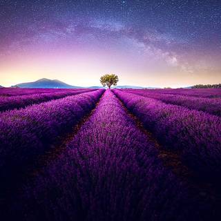 iPhone beauty wallpaper