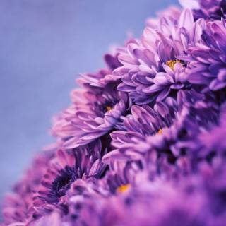 Purple nature 4k wallpaper