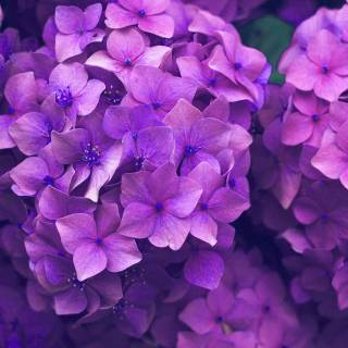 Purple nature 4k wallpaper