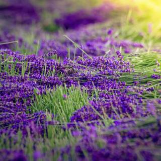 Purple nature 4k wallpaper