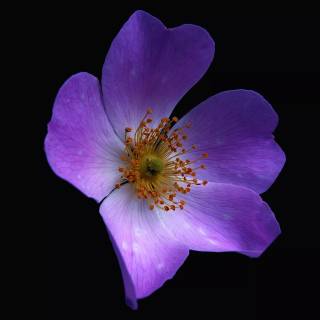 Purple nature 4k wallpaper