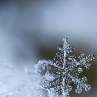 Snowflakes iPhone wallpaper