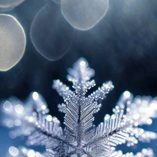 Snowflakes iPhone wallpaper