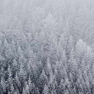 Snowflakes iPhone wallpaper